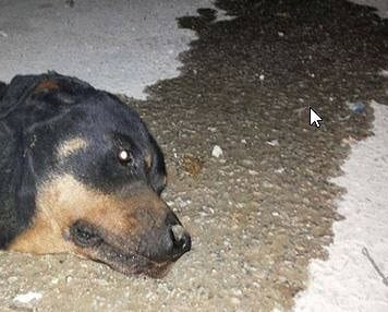 Καταδικάστηκε ο 85χρονος που πέταξε σε κάδο την παράλυτη σκυλίτσα του