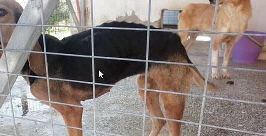 Ενώπιον της Δικαιοσύνης ο διαχειριστής του Δημοτικού Κυνοκομείου Βόλου