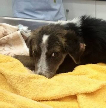 Καταδικάστηκε ο διαχειριστής του Δημοτικού Κυνοκομείου Βόλου