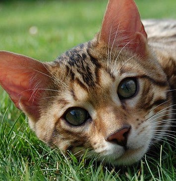 Η Αμερικανική Πρεσβεία εξαφάνισε τις αδέσποτες γάτες από τον κήπο της