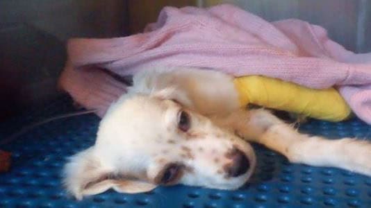 Μήνυση στη Hellenic Seaways για το κουτάβι που ταξίδευε ασυνόδευτο επί τρεις ημέρες σε πλοίο της εταιρίας