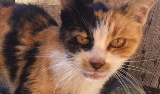 Εγκαταλειμμένη σε εργοτάξιο η Squinty, που την εξαφάνισε η Αμερικανική Πρεσβεία