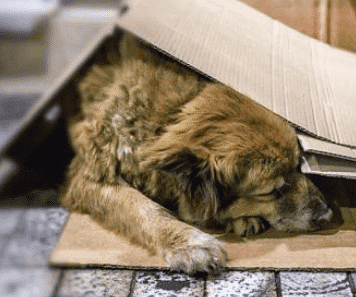 Ομάδα εθελοντών «Αlex»