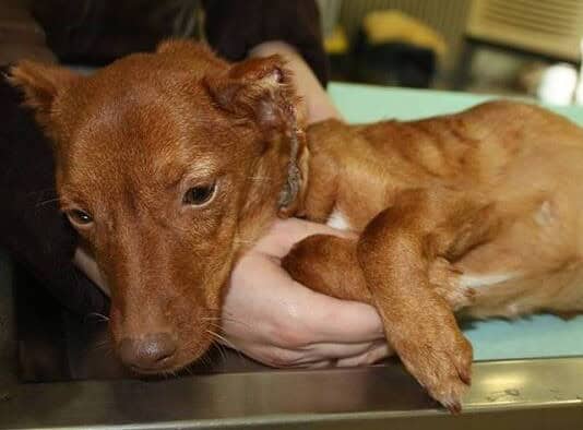 Αναζητούν τον σαδιστή