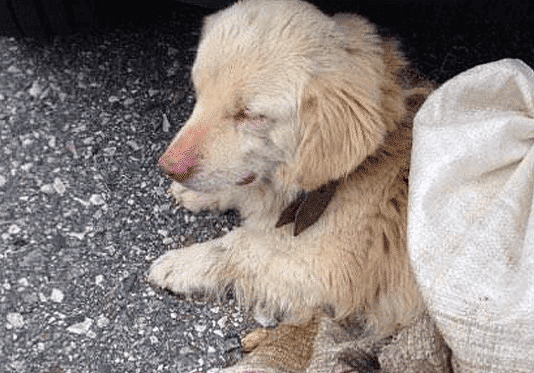 Την έκλεισε σε τσουβάλι και την πέταξε στο δρόμο