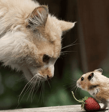 Και διηγώντας τα να κλαις… (φ.339)