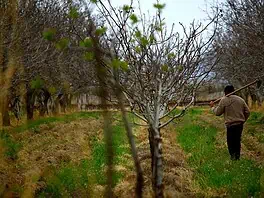 Οι δύο αγροτιές