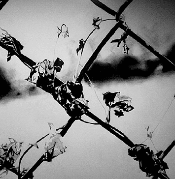 Για την Ηριάννα «θα προτιμούσα όχι»