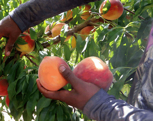 Μόνο υποσχέσεις στους ροδακινοπαραγωγούς