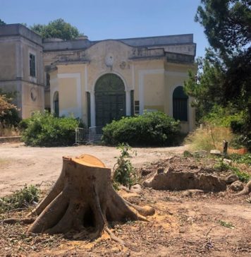 Κόβοντας δέντρα στη Ρόδο…