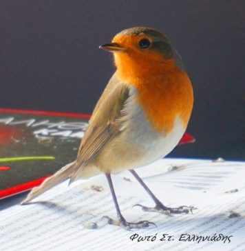 Ένας κοκκινολαίμης στο αρχοντικό μου…