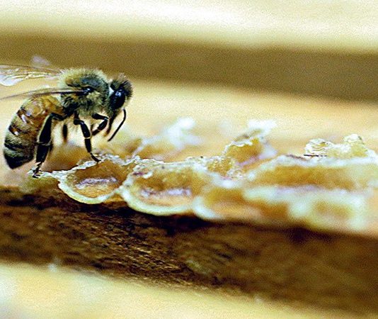 Διπλά τοξικά τα φυτοφάρμακα για τις μέλισσες