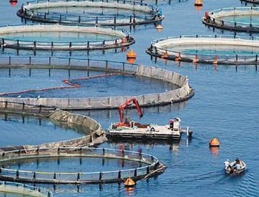 Η κίνηση SOS Eυβοϊκός