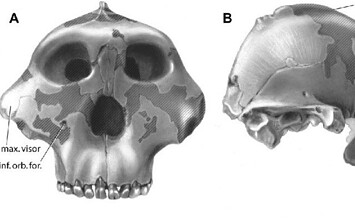 Nutcracker Man (Άνθρωπος Καρυοθραύστης)