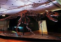 Απολιθώματα άγνωστου είδους δεινοσαύρου είχαν «ξεχαστεί» για μισό αιώνα