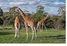 Αυξάνεται το λαθρεμπόριο άγριας ζωής