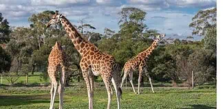 Αυξάνεται το λαθρεμπόριο άγριας ζωής