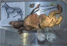 Κρέας ρινόκερου στο στομάχι λύκου!