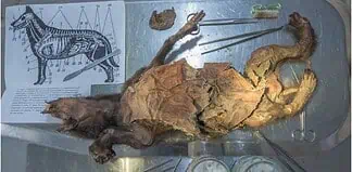 Κρέας ρινόκερου στο στομάχι λύκου!