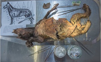 Κρέας ρινόκερου στο στομάχι λύκου!