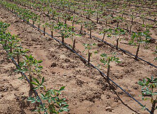 Επισιτιστική επάρκεια – Επισιτιστική ασφάλεια