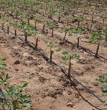 Επισιτιστική επάρκεια – Επισιτιστική ασφάλεια