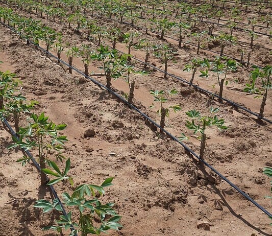 Επισιτιστική επάρκεια – Επισιτιστική ασφάλεια