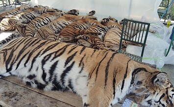 Έρευνα σε τουριστικό πάρκο της Ταϊλάνδης μετά τον θάνατο 72 τίγρεων