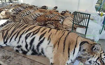 Έρευνα σε τουριστικό πάρκο της Ταϊλάνδης μετά τον θάνατο 72 τίγρεων