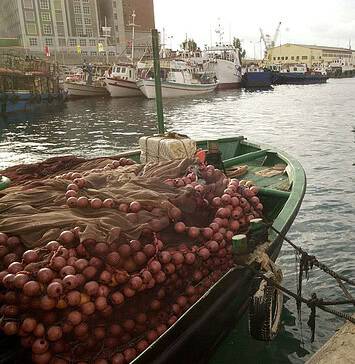 Κραυγή αγωνίας για την ελληνική αλιεία